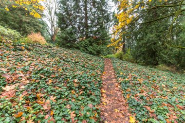 boş orman park yolundaki