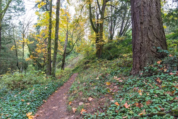 Sentiero nel parco forestale vuoto — Foto Stock