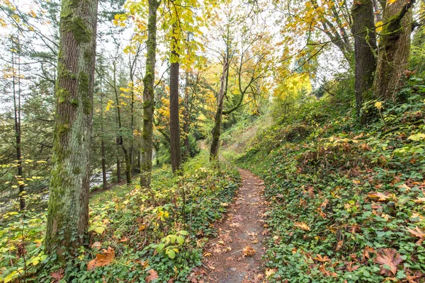 Sentiero nel parco forestale vuoto — Foto Stock
