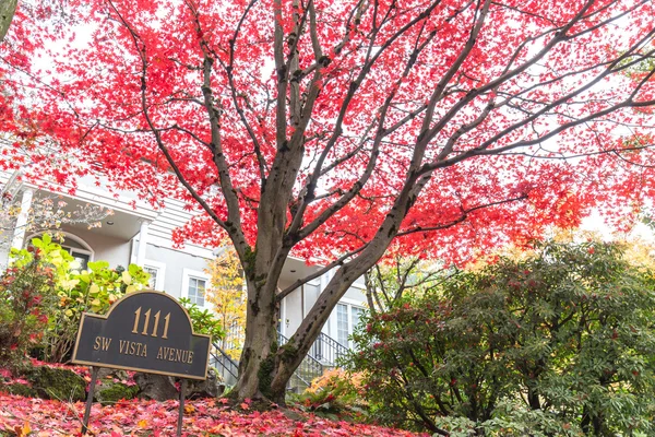 Trees with red leaves in Portland — Stock Photo, Image