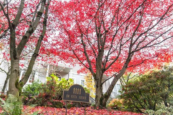 Stromy s červenými listy v Portlandu — Stock fotografie