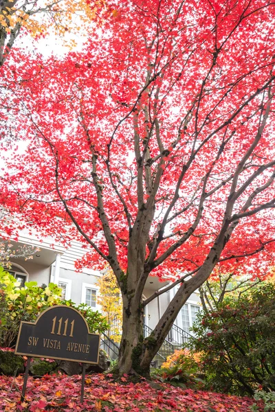 Träd med röda löv i Portland — Stockfoto