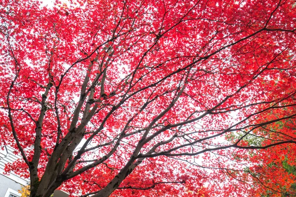 Árvores com folhas vermelhas em Portland — Fotografia de Stock