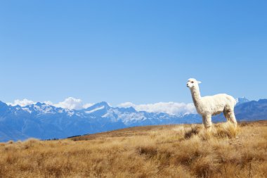 pasture with animal and mountains in New Zealand clipart