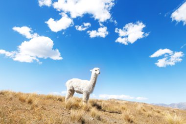 hayvan ve Yeni Zelanda dağları ile mera