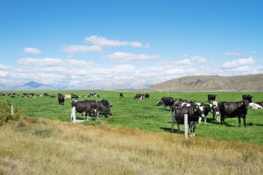 Yeni Zelanda'da hayvanlarla çayıra