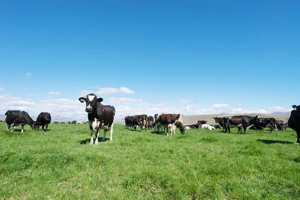 Pasto com animais na Nova Zelândia — Fotografia de Stock