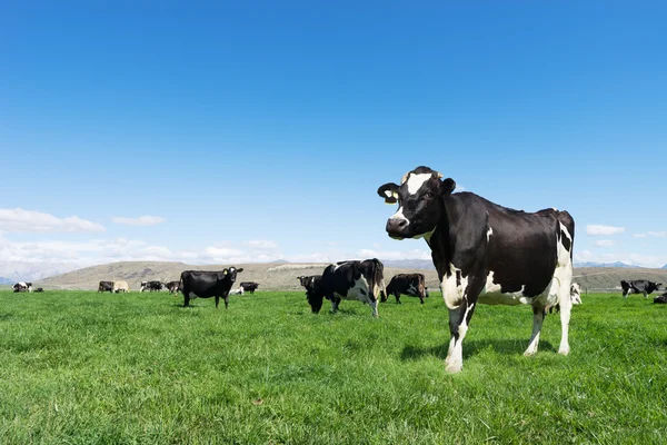 Pasto com animais na Nova Zelândia — Fotografia de Stock