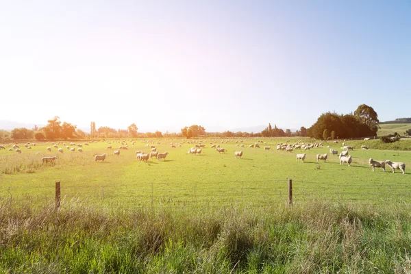 Pasture with animals in New Zealand — Stock Photo, Image