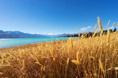 Yeni Zelanda yaz aylarında göl yakınındaki çayır