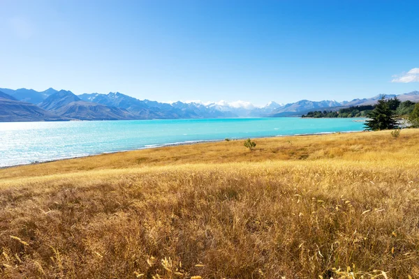 Meadow near lake in summer in New Zealand — Stock Photo, Image