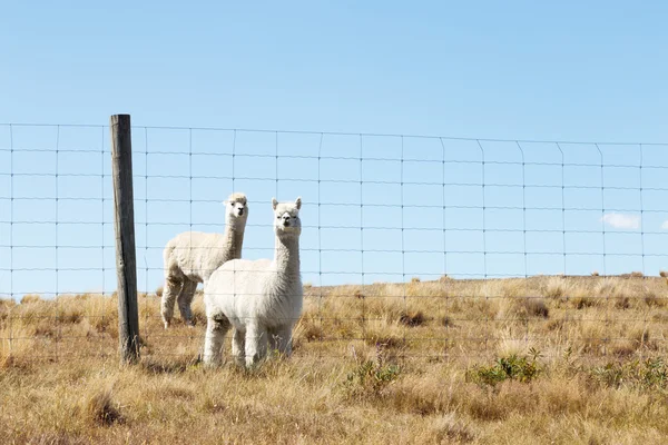Пастбища с животными в Новой Зеландии — стоковое фото