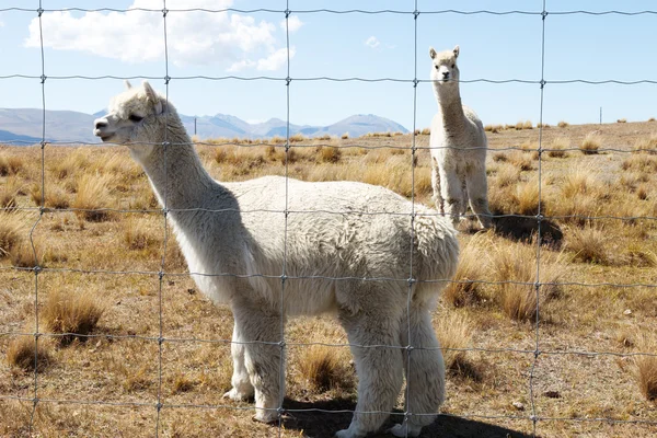 ニュージーランドの動物と牧草地します。 — ストック写真