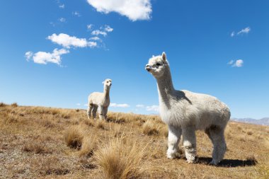 Yeni Zelanda'da hayvanlarla çayıra