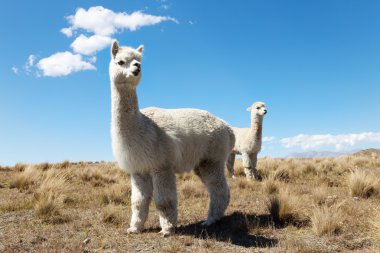 Yeni Zelanda'da hayvanlarla çayıra