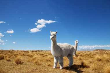 Yeni Zelanda'da hayvanlarla çayıra