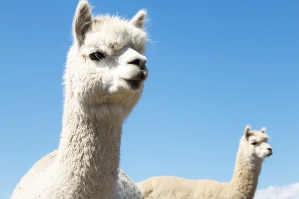 Pastos con animales en Nueva Zelanda — Foto de Stock