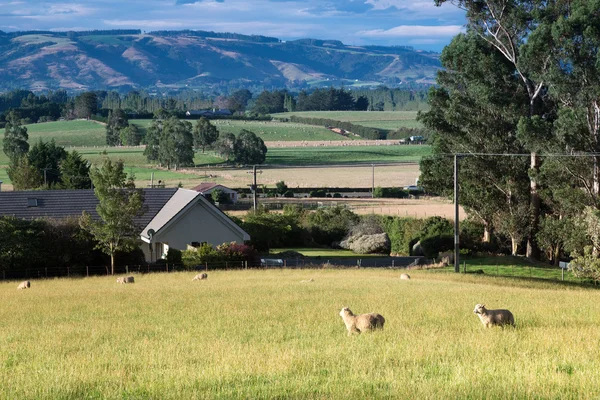 Pasture with animals in summer day in New Zealand — Stock Photo, Image
