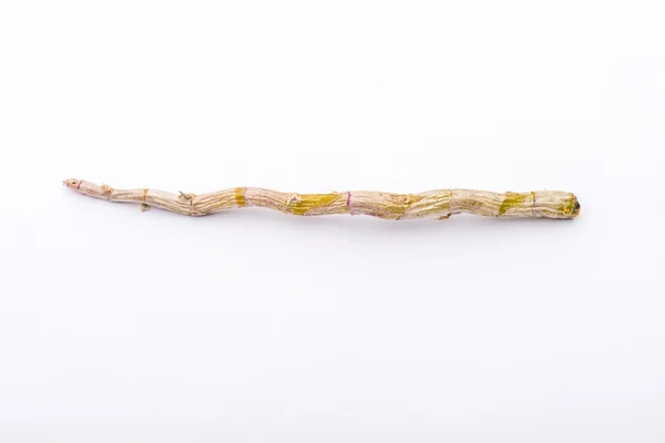 Branche sèche de dendrobium — Photo