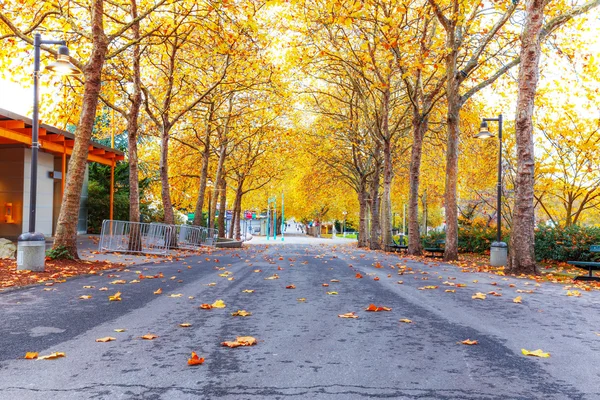 Пустая дорога с желтыми опавшими листьями — стоковое фото