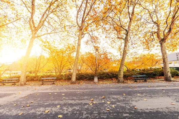 Bellissimi alberi con foglie gialle su strada — Foto Stock