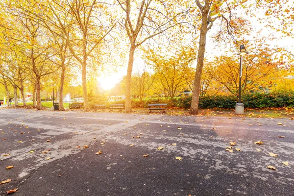 Strada e bellissimi alberi con foglie con raggio di sole — Foto Stock
