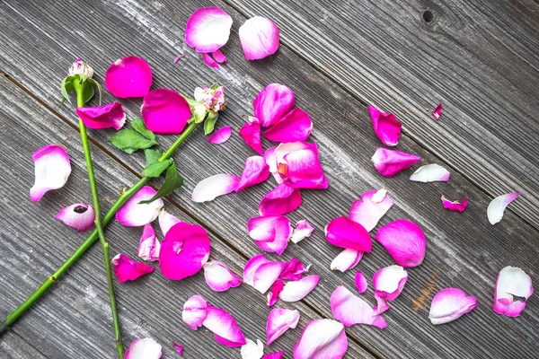 Petals of pink rose on old table — Stock Photo, Image