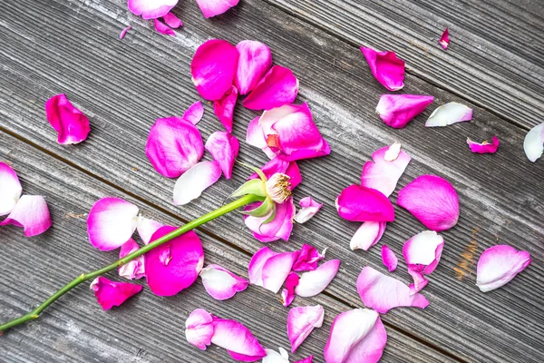 Pétales de rose rouge sur une vieille table — Photo