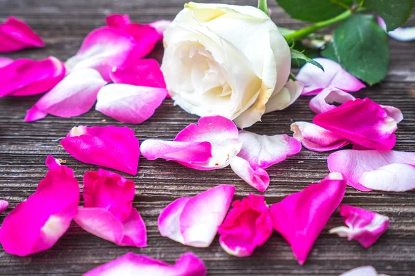 Petals of rose with flower on wooden table — Stock Photo, Image
