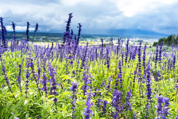 Bela fazenda de flores — Fotografia de Stock