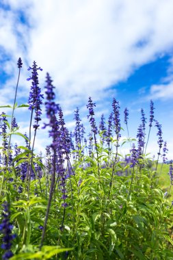 güzel çiçekler çiftlik