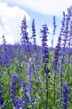 güzel çiçekler çiftlik