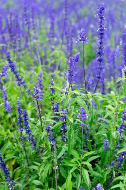 güzel çiçekler çiftlik