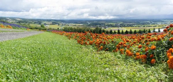 Vackra Blommor Gård Hokkaido Japan — Stockfoto