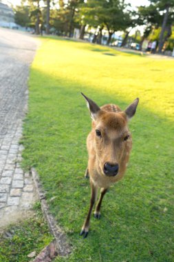 geyik kaldırım yakınındaki çimenlerin üzerinde