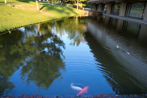 Pond near buiding with gold fish — Stock Photo, Image