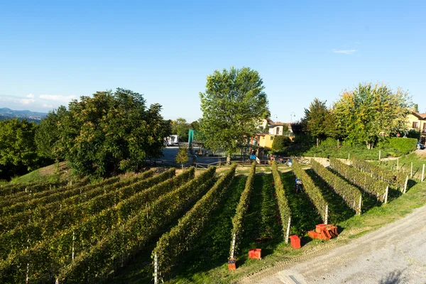 Krásné vinice ve Švýcarsku — Stock fotografie