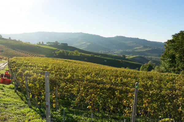 Beautiful vineyard in Switzerland — Stock Photo, Image