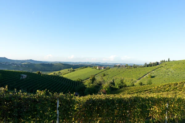 Vacker vingård i Schweiz — Stockfoto