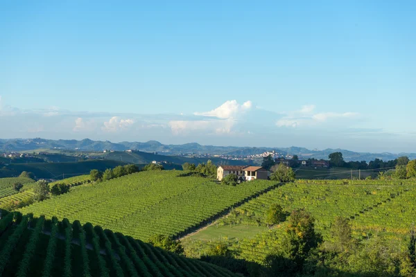 Beautiful vineyard in Switzerland — Stock Photo, Image