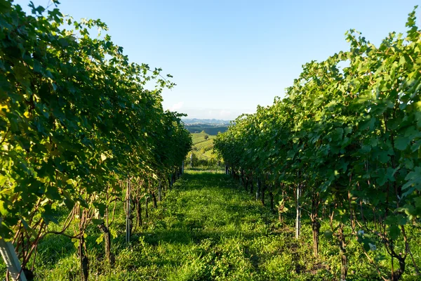 Beautiful vineyard in Switzerland — Stock Photo, Image