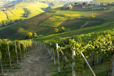 İsviçre güzel üzüm bağları