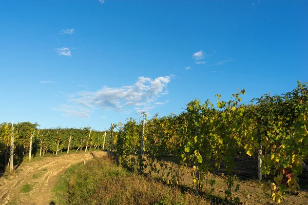 Beautiful vineyards in Switzerland — Stock Photo, Image