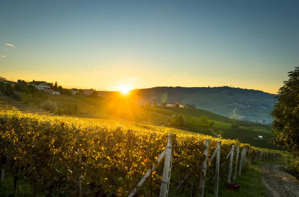 Krásné vinice ve Švýcarsku — Stock fotografie