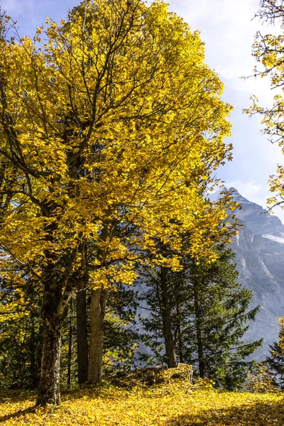 Växter i skogen nära Alperna berg — Stockfoto