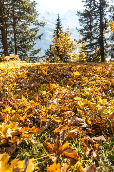 Växter Skogen Hösten Nära Alperna Berg — Stockfoto