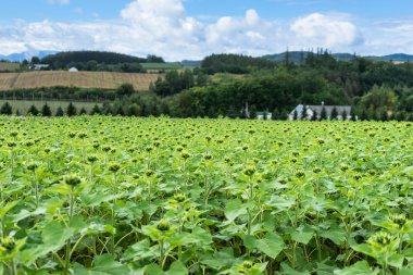 Hokkaido'da güzel Bahçe