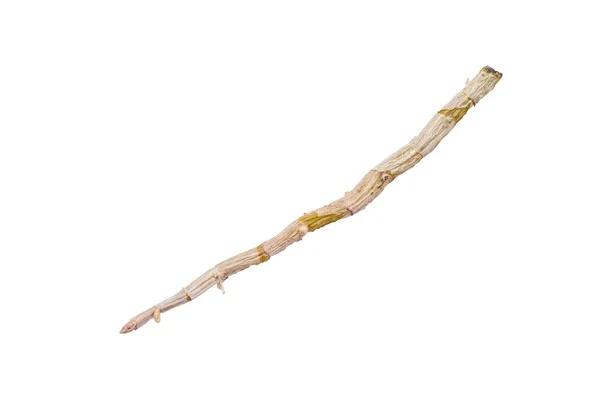 Сушеная дендробиевая ветвь — стоковое фото
