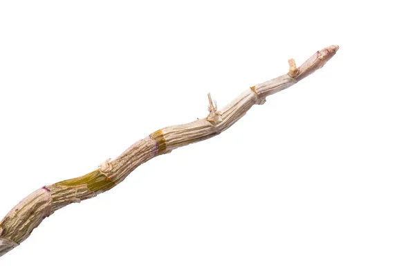 Dried dendrobium branch — Stock Photo, Image