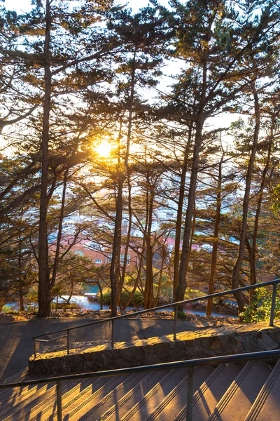Sunrise through forest on view from empty step on hill — Stock Photo, Image
